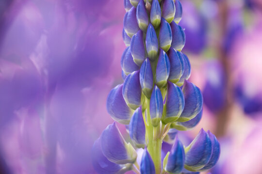 Long lens macro view of lupine (Lupinus) in bloom; South Island, New Zealand