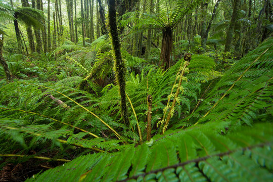 Silver tree fern (Alsophila dealbata or Cyathea dealbata), Ponga in Maouri, a species of medium-sized tree fern, endemic to New Zealand; New Zealand