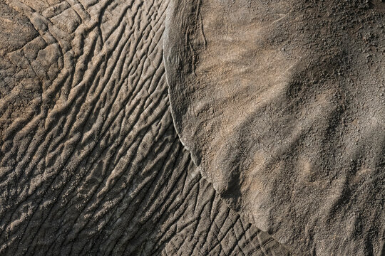 Detail of an African bush elephant's (Loxodonta africana) ear and body, Serengeti National Park; Tanzania