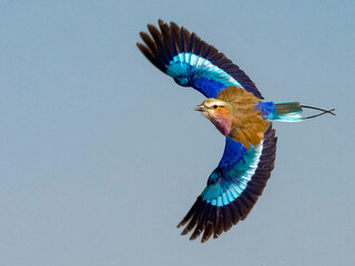 Lilac-breasted roller bird in flight (Coracias caudatus); Okaukuejo, Etosha National Park, Kunene, Namibia