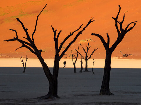 Human figure silhouetted among thorn trees at Deadvlei; Deadvlei, Sossusvlei, Namib Naukluft Park, Namibia