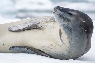 Leopard seal (Hydrurga leptonyx) lying on iceberg; Couverville Island, Antarctica
