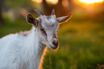 portrait of cute baby goat in the grass at golden hour with beautiful sunset lighting