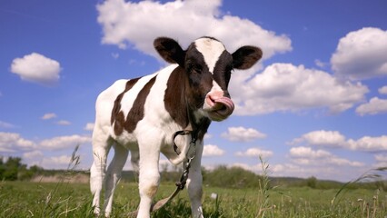 A Holstein calf grazes on a green field. Calf in a meadow. A young calf, black and white, grazes in a meadow. © Ruslan