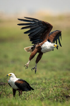 African fish eagle (Haliaeetus vocifer) takes off beside another in Chobe National Park; Chobe, Botswana
