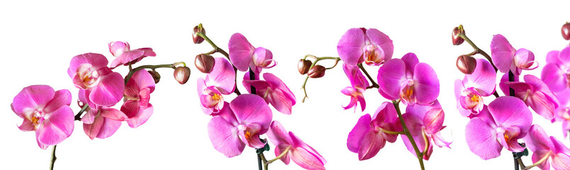 Fototapeta na wymiar Purple orchid flower phalaenopsis, phalaenopsis or falah. Set of orchid branches with isolated on transparent background, PNG. Floriculture, flower shop, home flower decor, floral concept
