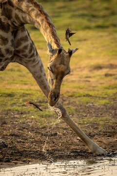 Close-up of female Southern giraffe (Giraffa giraffa angolensis) drinking water with birds flitting around its head in Chobe National Park; Chobe, Botswana