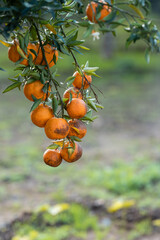 Tree branch of rotting oranges in garden.