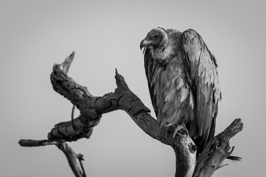 Monochrome of White-backed vulture (Gyps africanus) with catchlight in tree in Chobe National Park; Chobe, Botswana