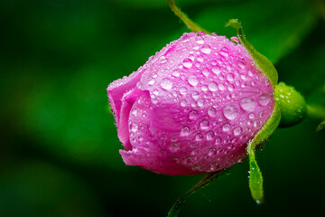 Close up of a wild rose bud with water droplets; Calgary, Alberta, Canada