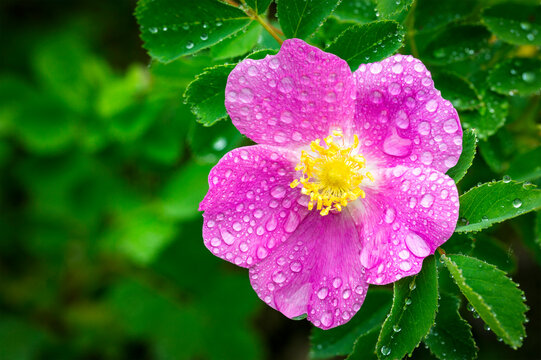 Close up of a wild rose (Rosa acicularis) with water droplets; Calgary, Alberta, Canada