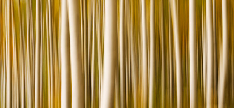 Abstract image using intentional camera motion of aspen trees; Colorado, United States of America