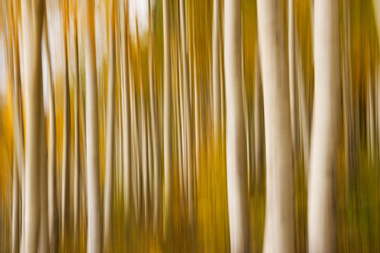 Abstract image using intentional camera motion of aspen trees; Colorado, United States of America