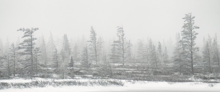 Boreal forest in a blizzard, creating a beautiful panoramic piece of fine art; Churchill, Manitoba, Canada