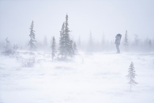 Man looking for polar bears in a snow storm; Churchill, Manitoba, Canada