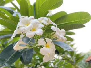 Obraz na płótnie Canvas Beautiful of white frangipani tropical flowers