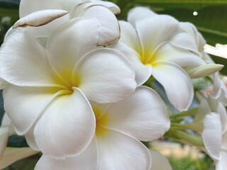 Fototapeta na wymiar Beautiful of white frangipani tropical flowers