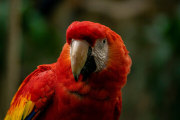 Guacamaya roja