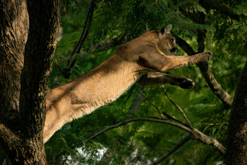 Pantera saltando © Fany