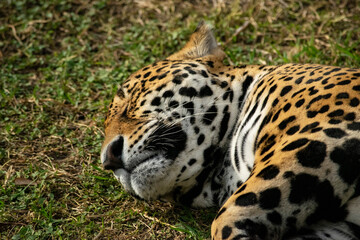 Leopardo dormido