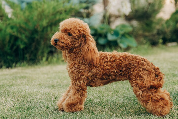 Red poodle sits on the grass in the park for a walk. Walk with your favorite poodle in the park in...