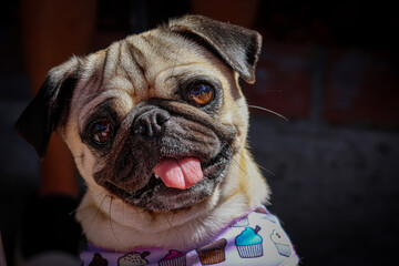 bulldog portrait