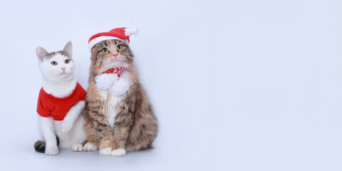 Two Cats isolated on a white background. Indoor Cat in Santa hat on neutral background.
Fluffy Kitten with Santa hat. 
Playful pet cat in Christmas outfit on white backdrop. Web banner Copy space Xmas