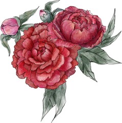 isolated composition with red flowering peonies in leaves on white bg