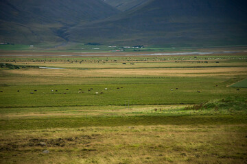 Green landscape in Icelandic countryside