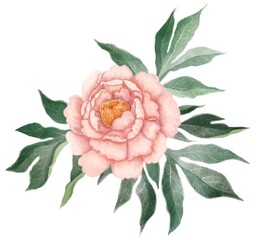 isolated pink flowering peony in leaves on white bg