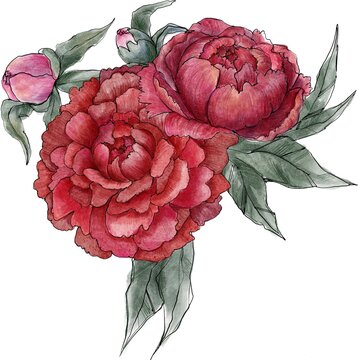 isolated composition with red flowering peonies in leaves on white bg