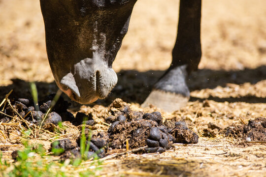 horse smelling manure on the ground, olfaction