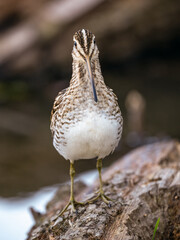 Common snipe spring time - gallinago gallinago