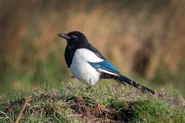 Magpie in the long grass