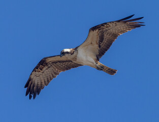 Osprey hovering in a bright blue sky looking down at the water to spot a fish.  This osprey has just arrived in Scotland from Africa to breed