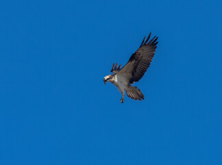 Fototapeta premium Osprey hovering in a bright blue sky looking down at the water to spot a fish. This osprey has just arrived in Scotland from Africa to breed