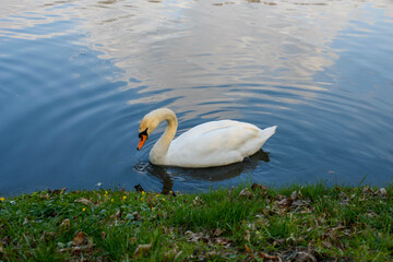 Swan in spring