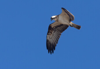 Osprey hovering in a bright blue sky looking down at the water to spot a fish.  This osprey has just arrived in Scotland from Africa to breed
