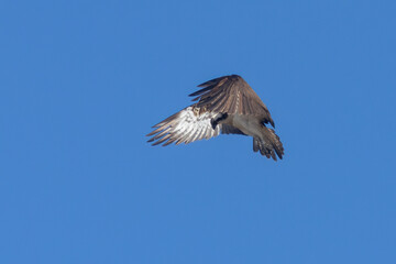 Obraz premium Osprey hovering in a bright blue sky looking down at the water to spot a fish. This osprey has just arrived in Scotland from Africa to breed