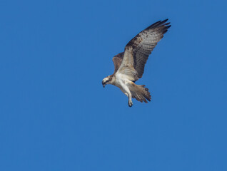 Osprey hovering in a bright blue sky looking down at the water to spot a fish.  This osprey has just arrived in Scotland from Africa to breed