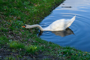 Swan in spring