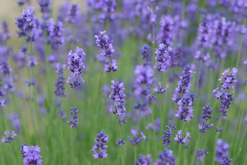 Lavandula angustifolia, Hidcote. Macro photography with selective focus and soft bokeh background. Field of Lavender. Close up of purple lavender flowers background. Blooming Lavandula officinalis.
