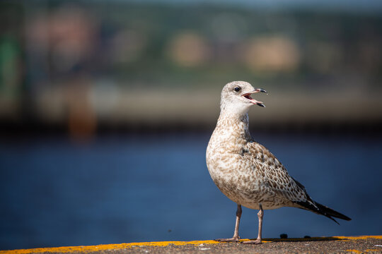 ring-billed seagull on the pier