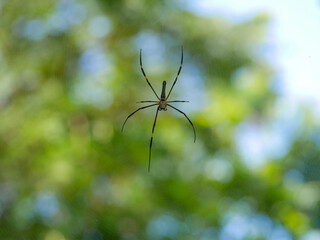 female golden web spider or nephila pilipes in a stationary position on the nest waiting for passing prey
