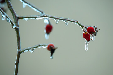 Icicles on icy tree branches. temperature swing season and winter weather in autumn