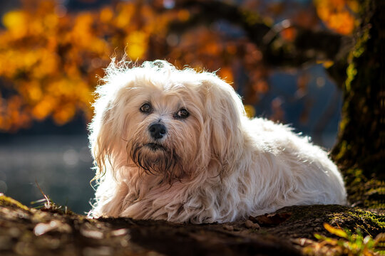 Havaneser auf einem Baumstam im Herbst