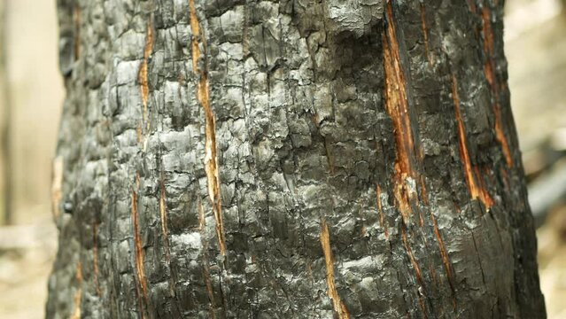 Forest fire detail after flame spruce close-up bark black wild drought dry black earth ground vegetation stand green natural disaster burnt down trees Bark beetle pest Ips typographus dead Europe