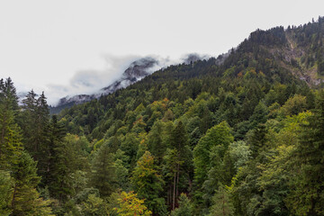 landscape with trees
