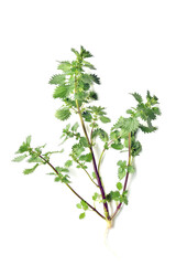 branch of a tree isolated on white