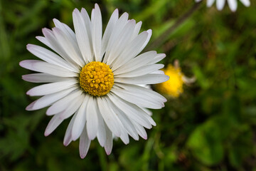 Daisy on a green background